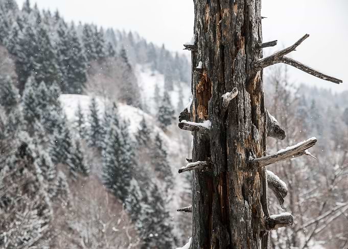 Pine trunk in winter