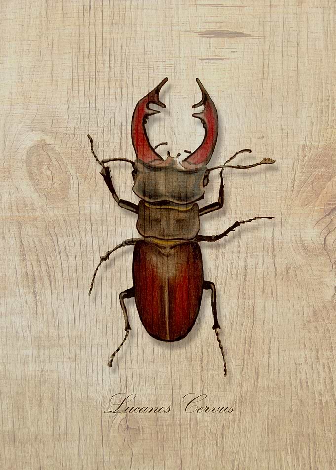 Stagbeetle