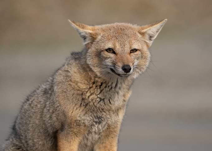 Portrait of a fox