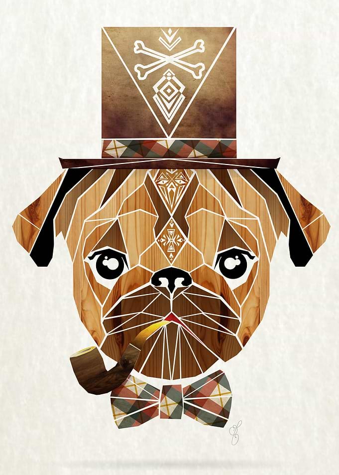 funny pug