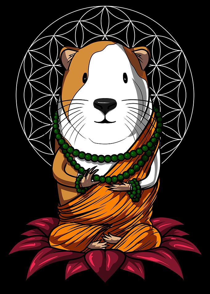 Guinea Pig Yoga Meditation
