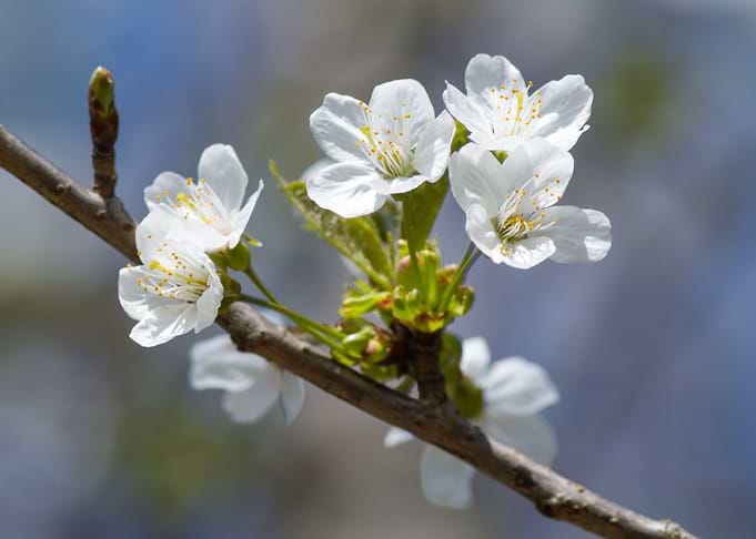 Spring flowers blooming