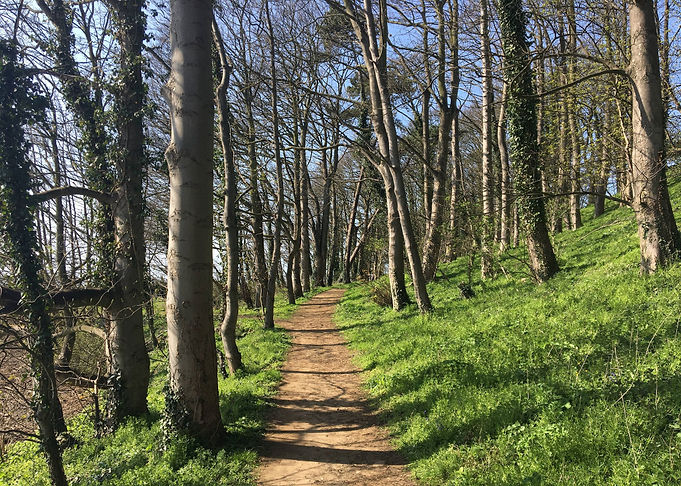 Tree Lined Path