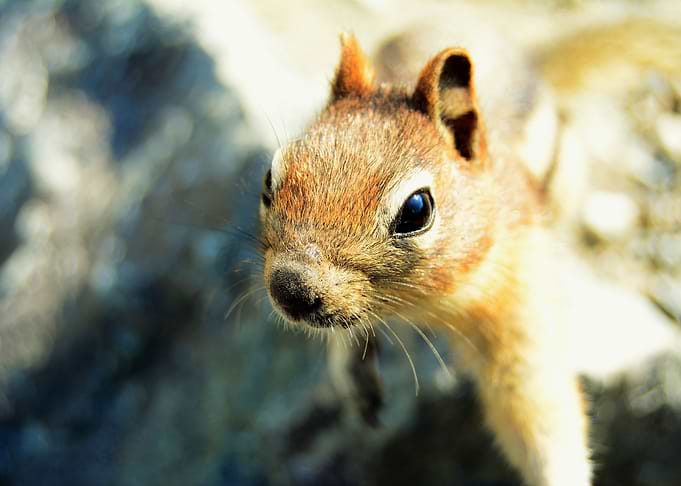 Curious Critter