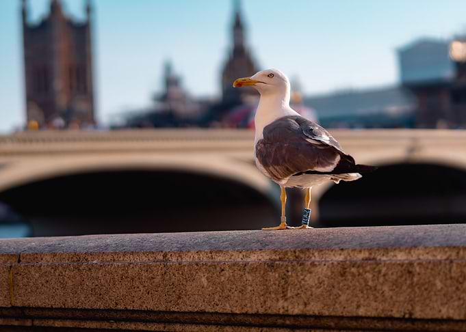 Observations x London
