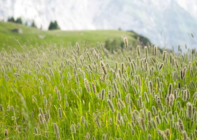 Sunshine on green grass