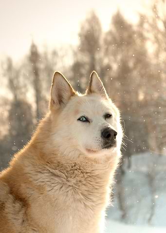 Beige Wolf