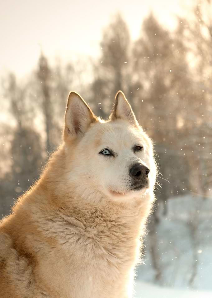 Beige Wolf