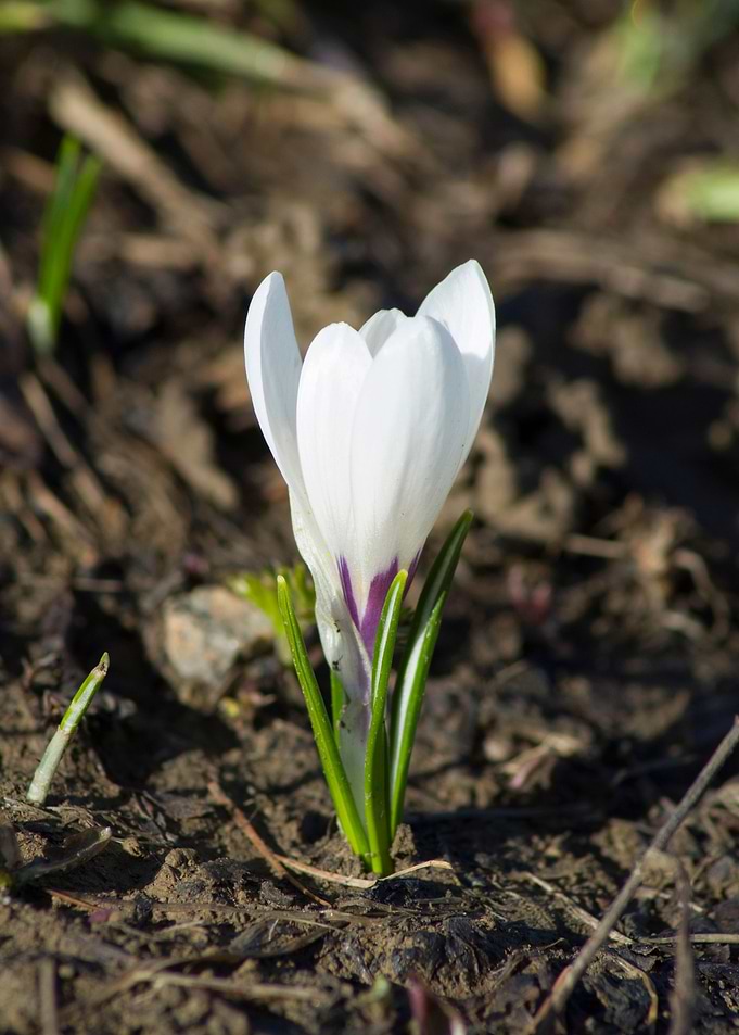 The rebirth of the earth