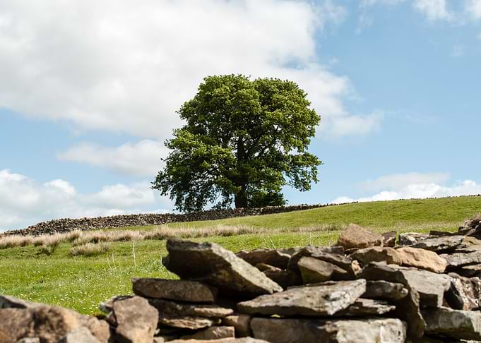 English Oak