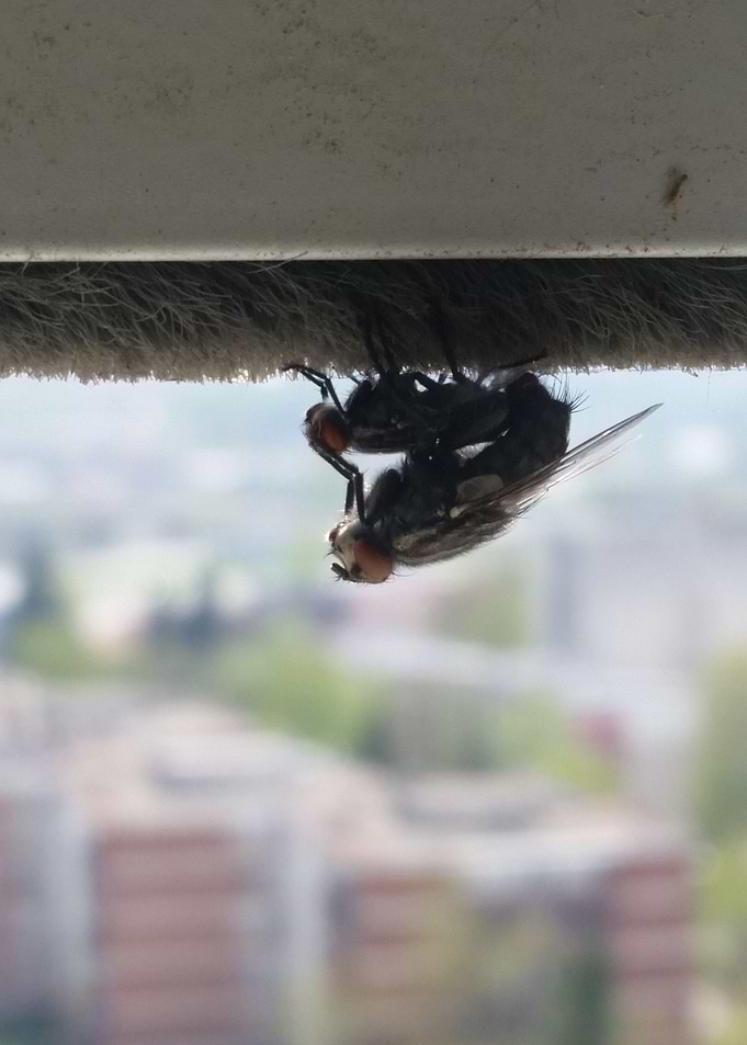 Fly Love