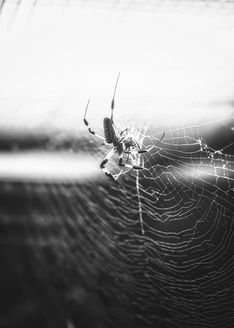 A Tangled Web We Weave