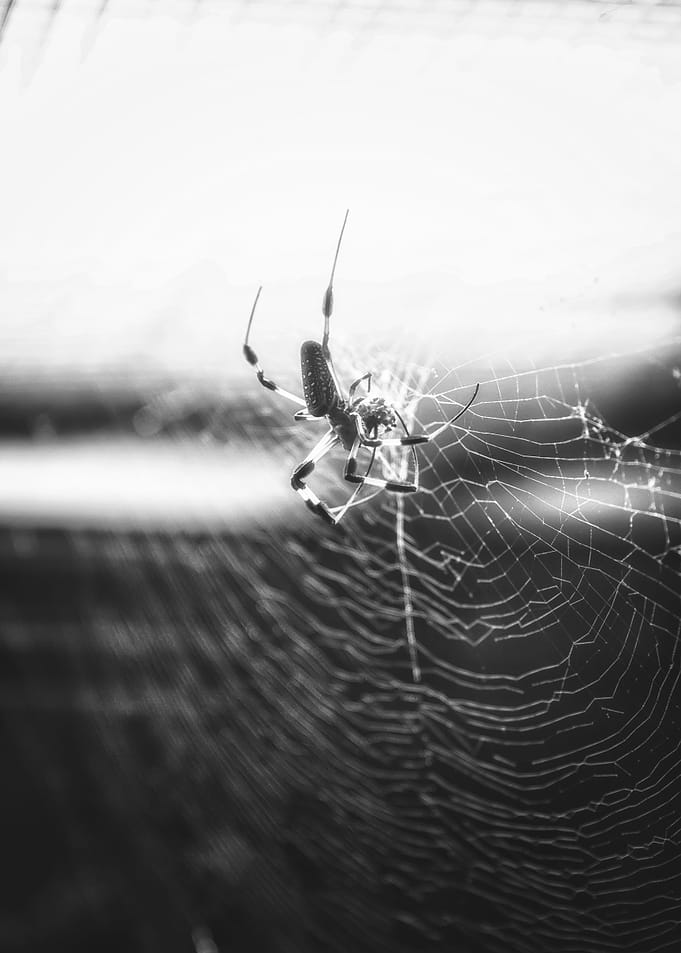 A Tangled Web We Weave