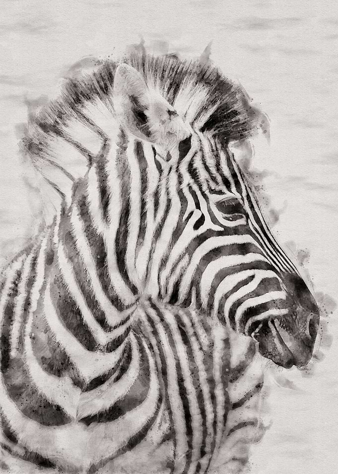 Zebra 3