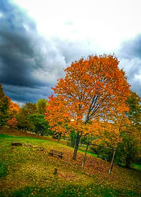 Garden in bad weather