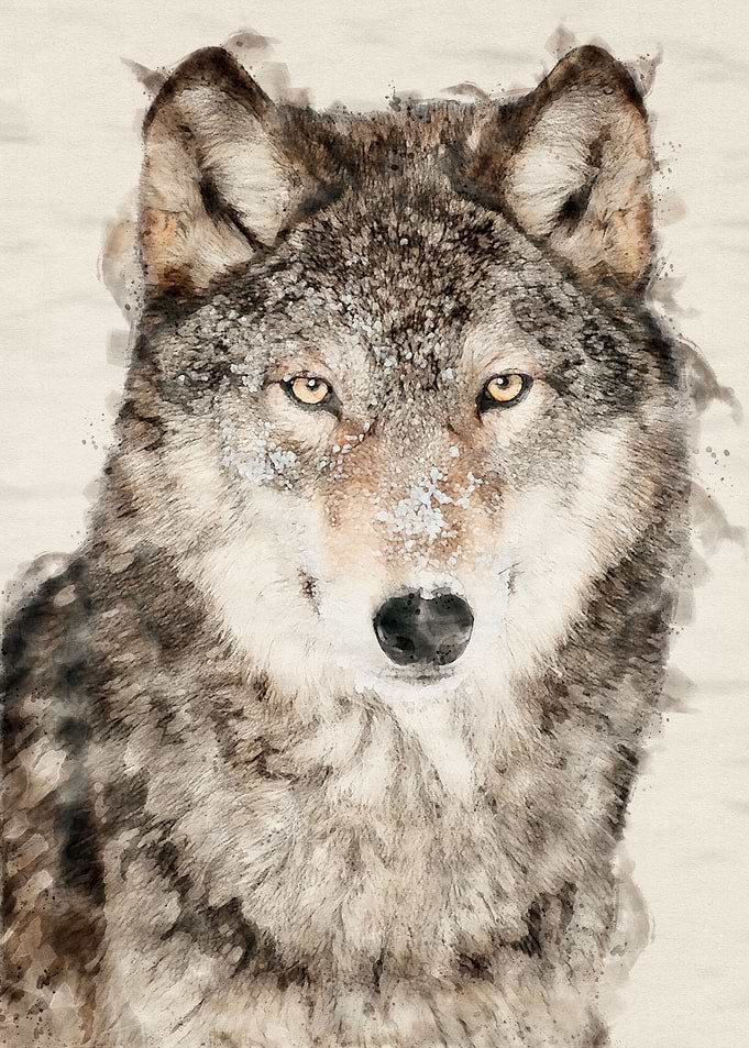 Wolf 9
