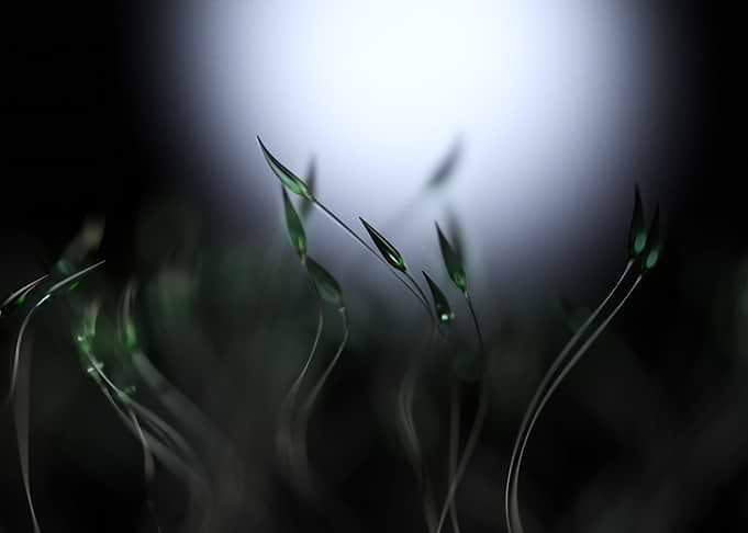 Stalks