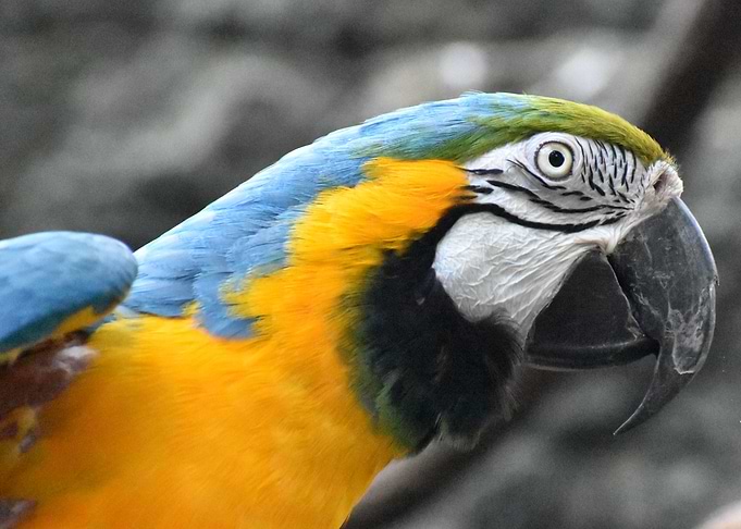 Colorful Macaw
