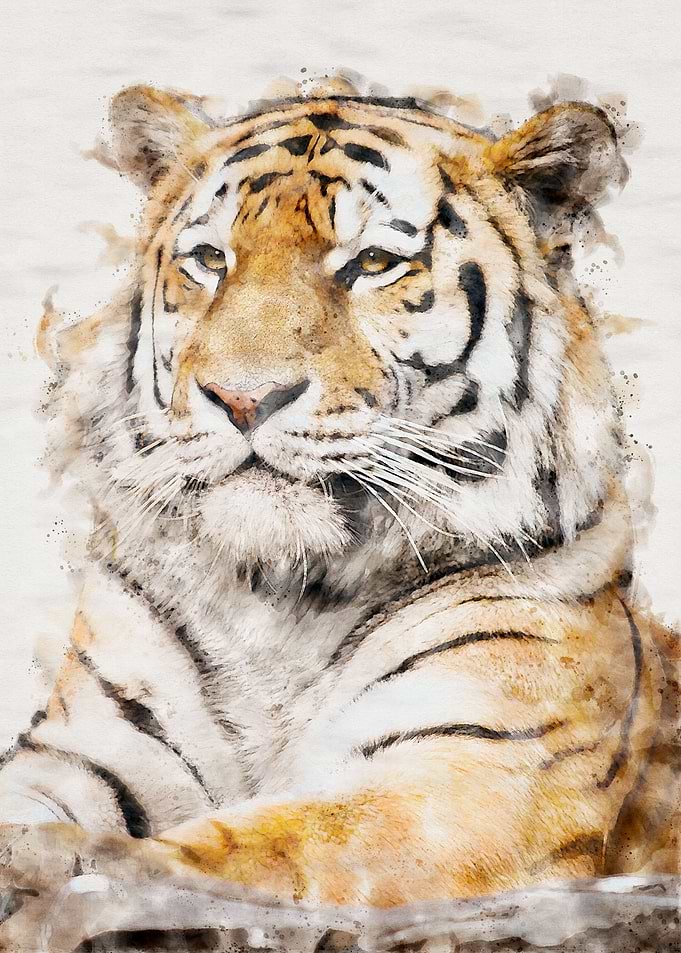 Tiger 5