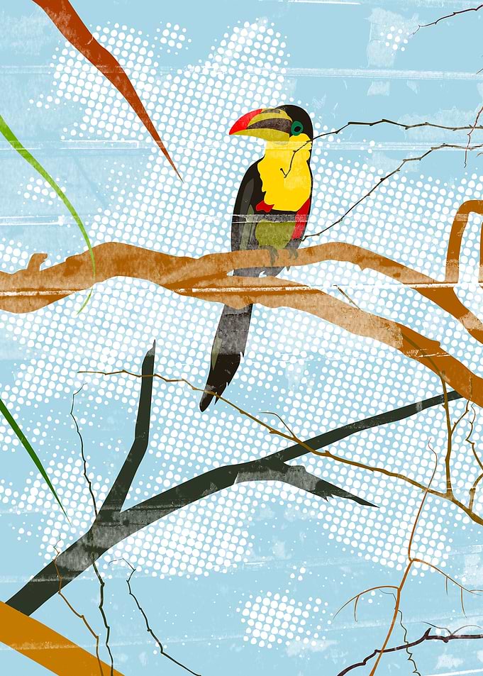 Toucan
