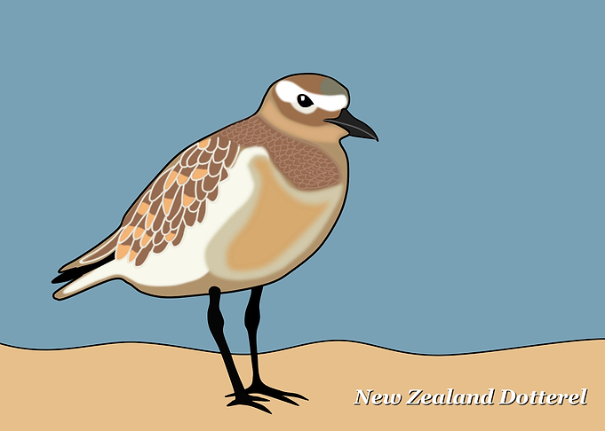 New Zealand Dotterel