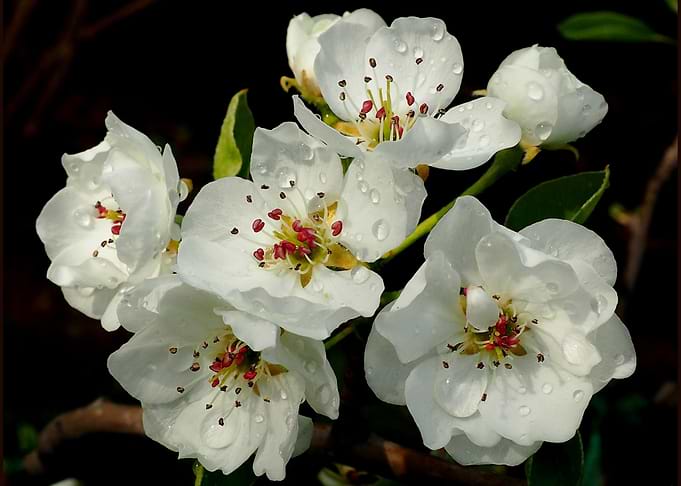 Spring