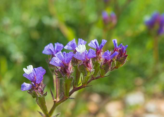 Purple flower
