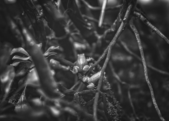 Branching Out