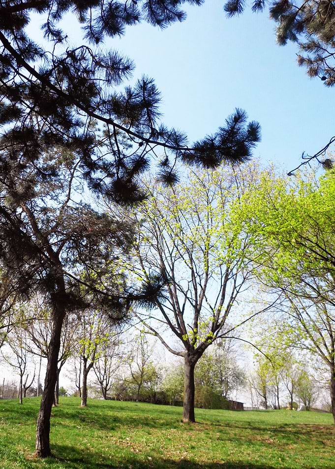 Spring in the parc