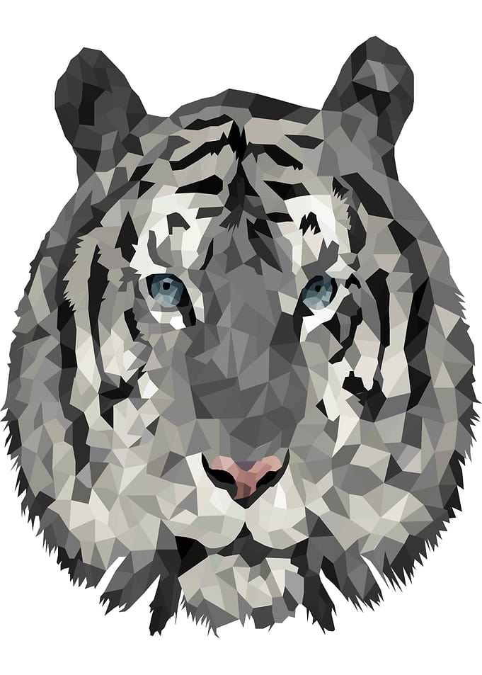 Tiger illustration