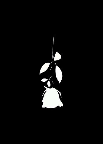 White Rose