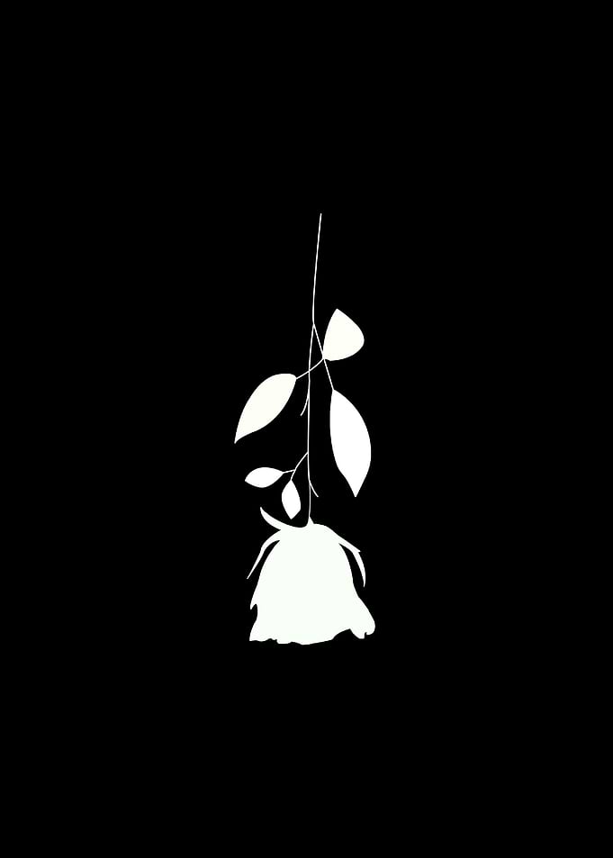 White Rose