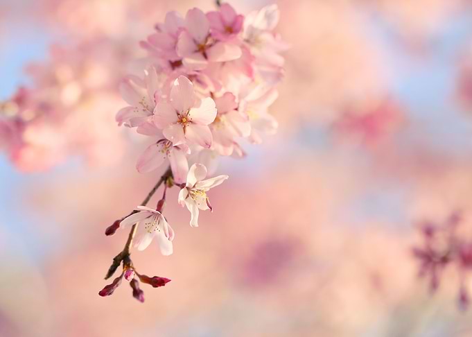 Sakura Pink