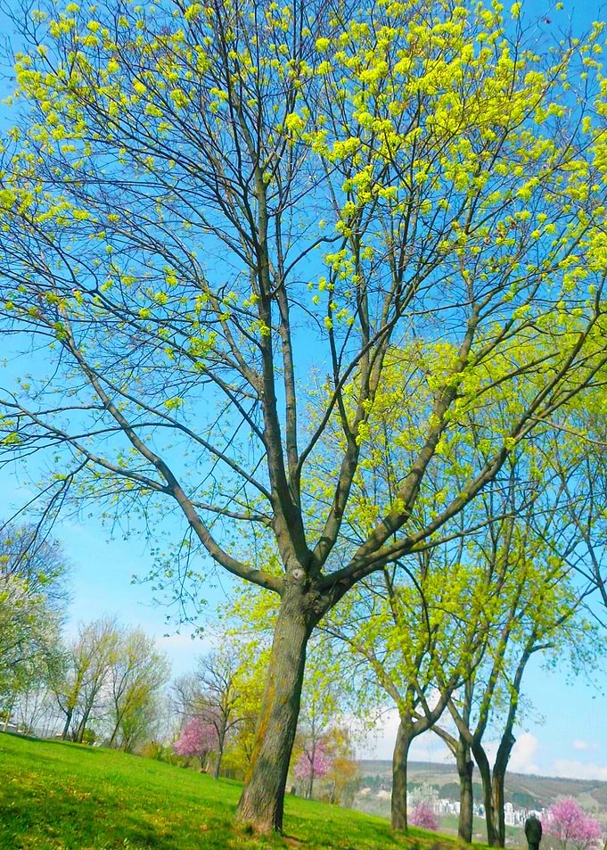 Vibrant tree