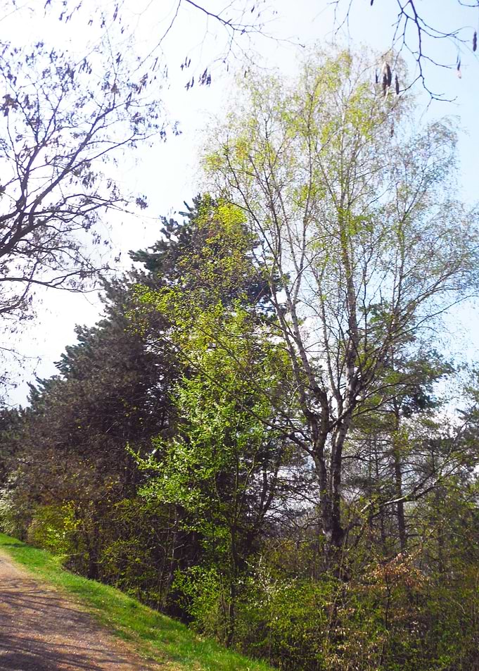 Parc scene in the spring