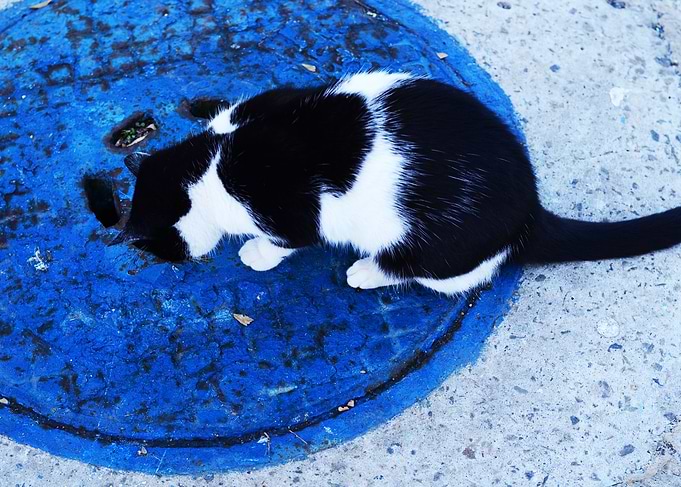 The Blue circle Cat