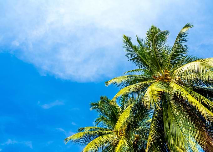 Coconut tree on beach