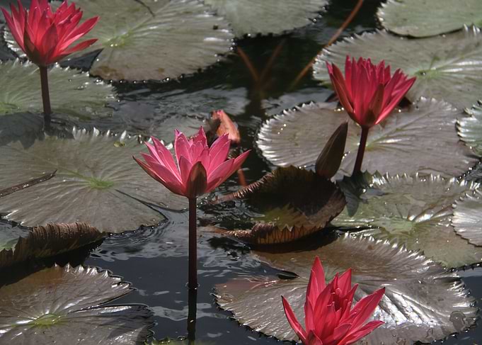 Red Lotus Flowers On Pond