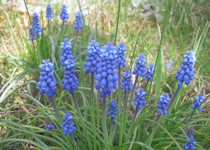 Blue spring