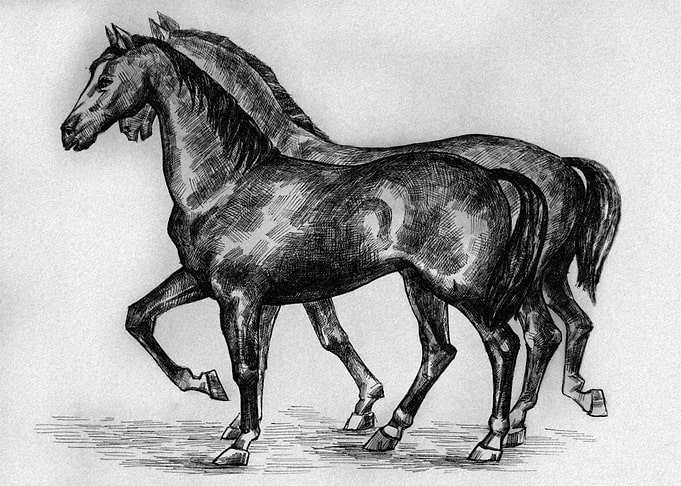 Horses