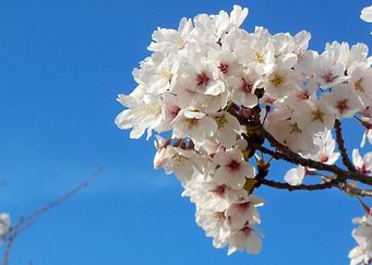 Japanese Cherry Sakura