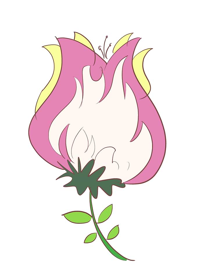 tulip