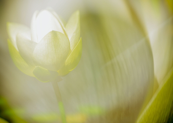 Zen Lemon Lotus Blossom