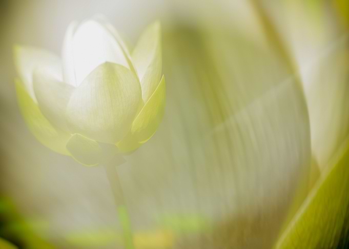 Zen Lemon Lotus Blossom