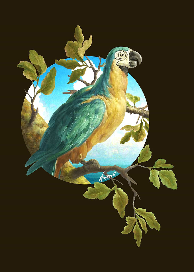 Parrot 1