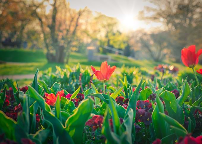 Spring in the Park