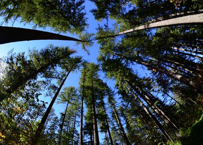 Treetops