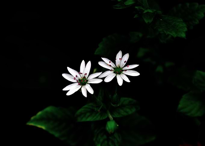 Botanical Still Life II
