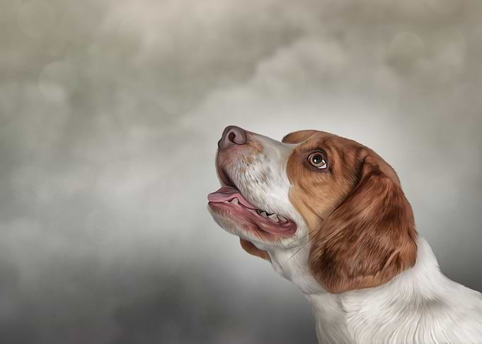 Dog Beagle
