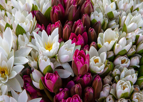 A Pond Full Of Lilies